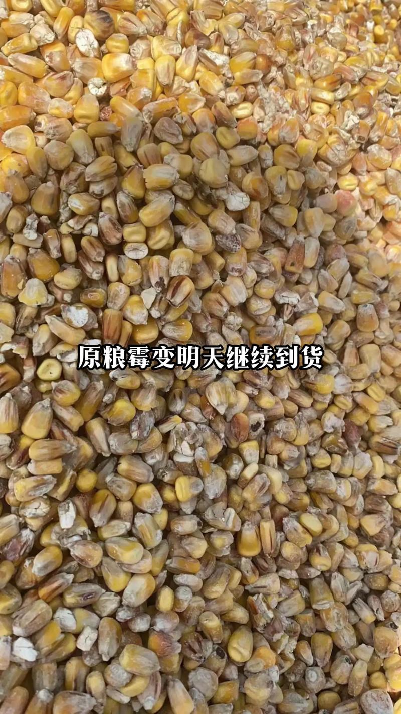 安徽原粮供应